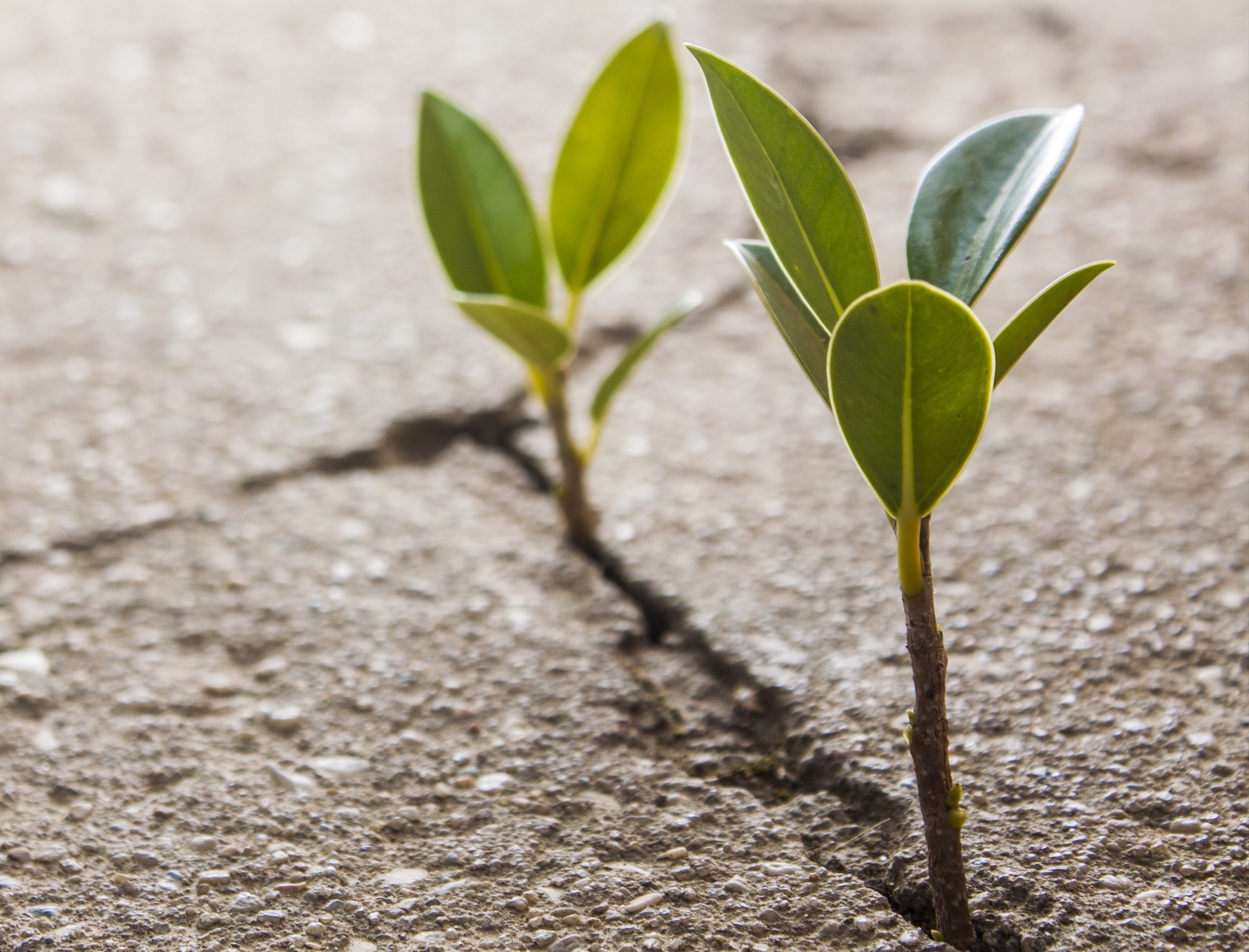 two plants growing out from cracks in concrete